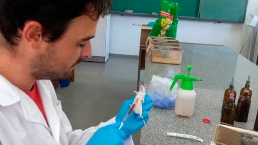 Nanogel, la alternativa que estudian INTA y Conicet para prevenir infecciones porcinas y equinas