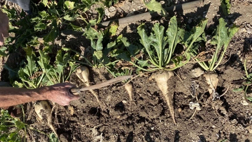 La producción de remolacha en Francia cae un 15% en relación a 2019