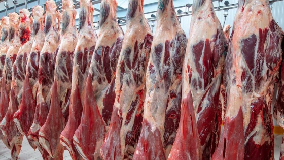 Aumento en las exportaciones de carne bovina: Argentina crece en el mercado internacional