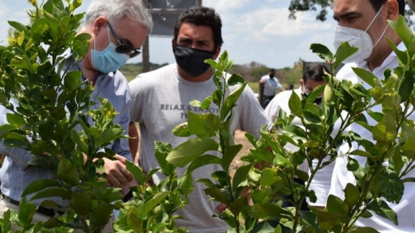 Plan Limón: recorrida y primeras evaluaciones de las plantaciones en chacras de Lomas de Vallejos