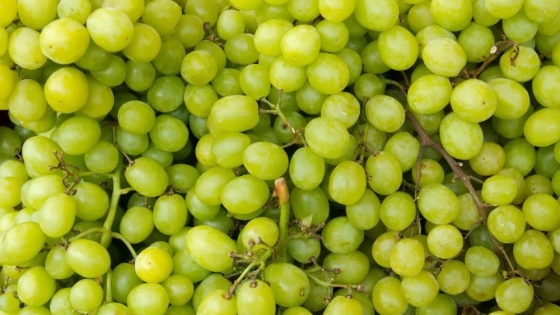 Logran producir uva de mesa usando casi 50% menos agua
