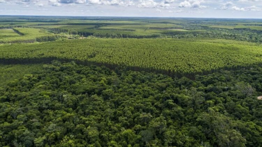 5º Encuentro Forestal Brasileño sobre innovación y tecnologías en la silvicultura de bosques cultivados
