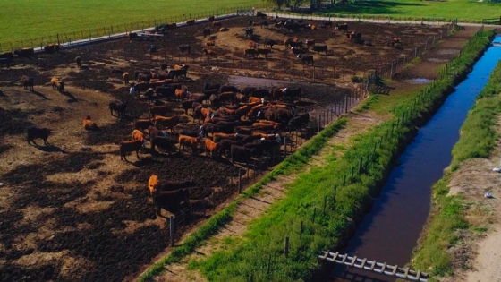 Impulsan estrategias innovadoras para la gestión de feedlots