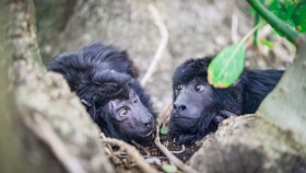 Yeico, el nuevo amigo del mono Coco: una historia de amistad y sanación en Fundación Zorba