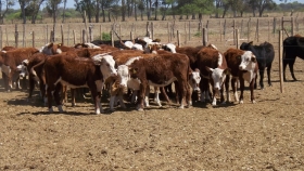 Preocupación en el sector de los feedlots