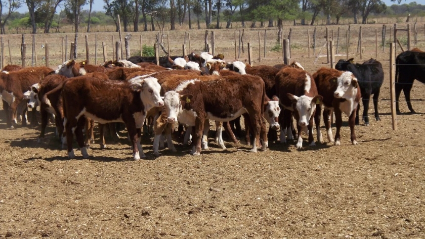 Preocupación en el sector de los feedlots