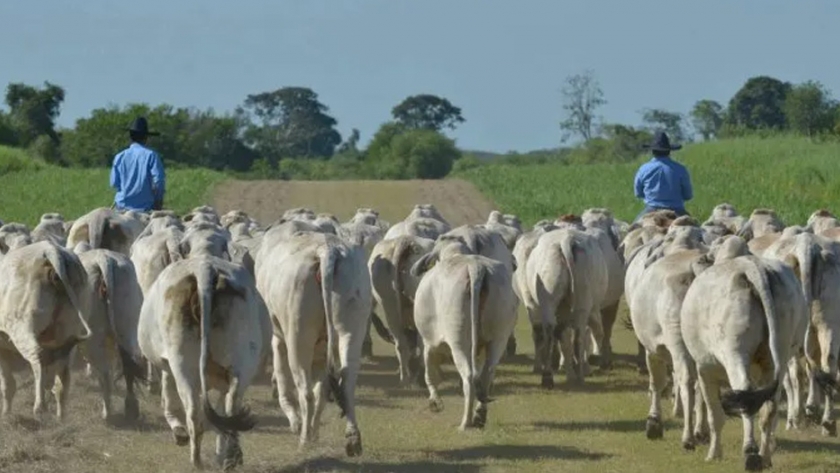 Las lluvias dan tregua a la sequía, los campos rebrotan y los ganaderos analizan el mercado