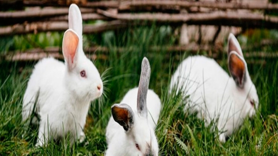 Productores buscan agregar valor a la cría de conejos