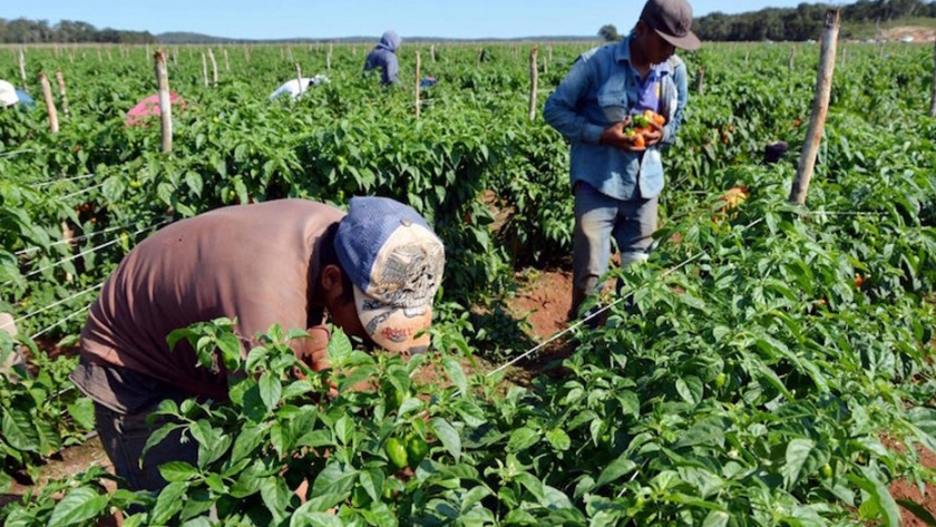 Agricultura crecería en torno al 6% en este año