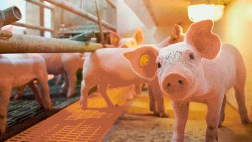 Sopa para cerdos, cómo preparar el alimento que impulsa el INTA en la Cuenca del Salado