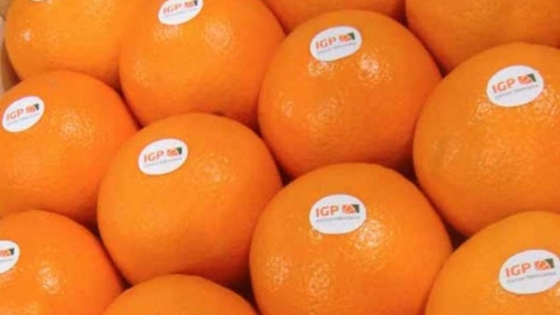 Unión Europea: crecen 40% las importaciones de naranjas