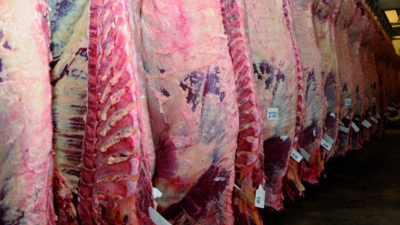 Carne vacuna argentina rompe récord de exportación: los mercados clave y el impacto en la industria