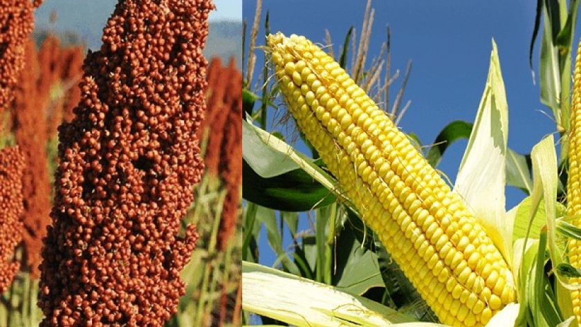 Manual de balance de carbono para el maíz y sorgo