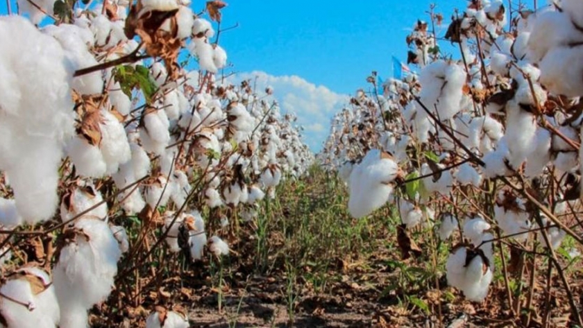 El Gobierno garantiza financiamiento y precio a productores algodoneros