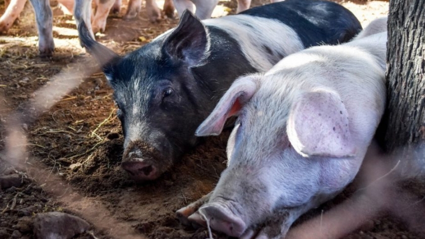 Prevención de la triquinosis: Acciones sanitarias en un establecimiento porcino