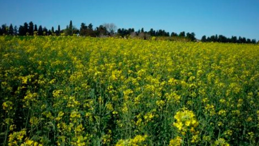 Colza, una alternativa invernal con gran potencial