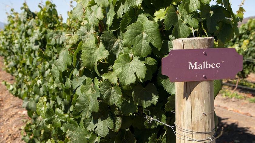 La estrategia que pocos implementan para obtener Malbec de mejor calidad