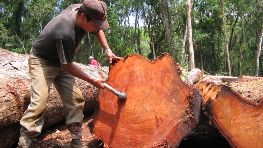 Webinar sobre Derecho Penal Ambiental, una mirada con perspectiva del desarrollo forestal sustentable