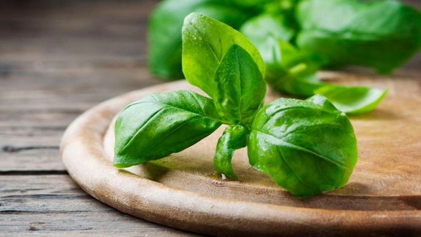 Estados Unidos, FDA investiga brote de cyclospora relacionado a la albahaca de México
