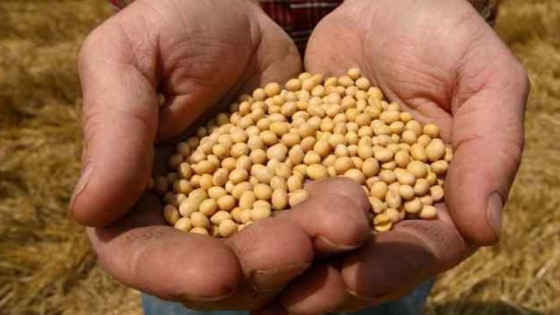 La soja vuelve a la región: se sembrarían 500.000 ha más que hace un año