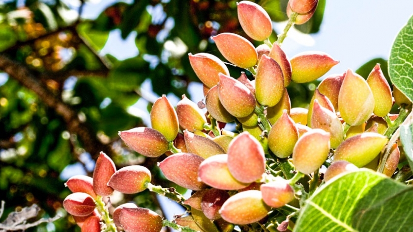 Cultivando éxito: consideraciones clave para la producción de pistachos