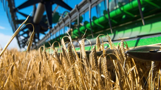 Consejos prácticos para optimizar la cosecha de trigo y cebada