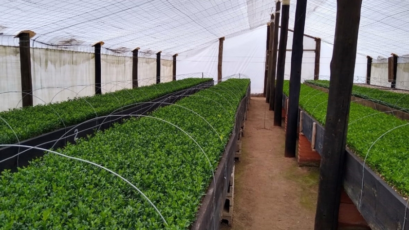 Lineamientos de buenas prácticas en producción y comercio de plantas y flores