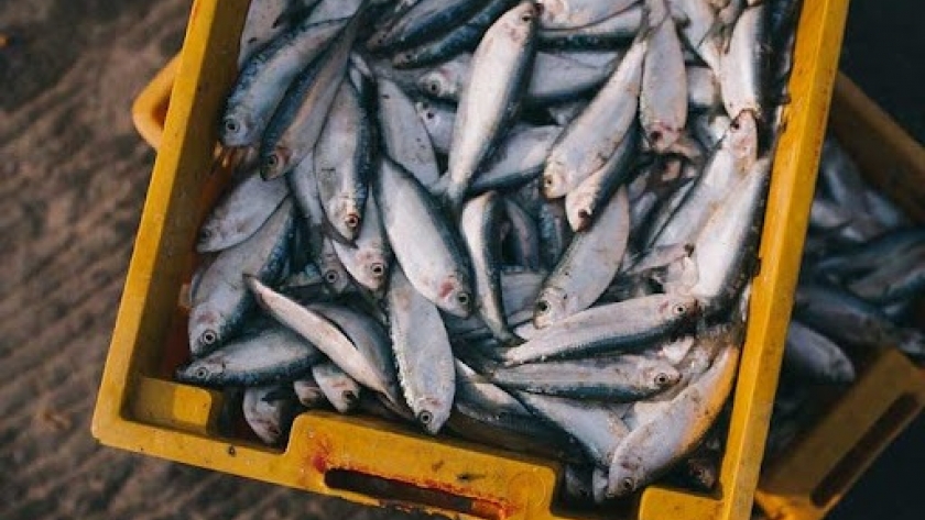 Pesca: Agricultura cerró la exportación de siete especies por la bajante del Paraná