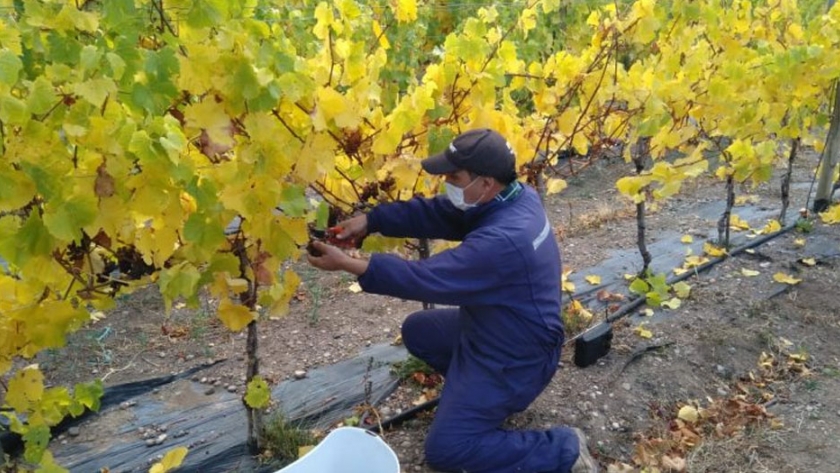 Se realiza cuarta vendimia «Keokén», los vinos más australes del mundo