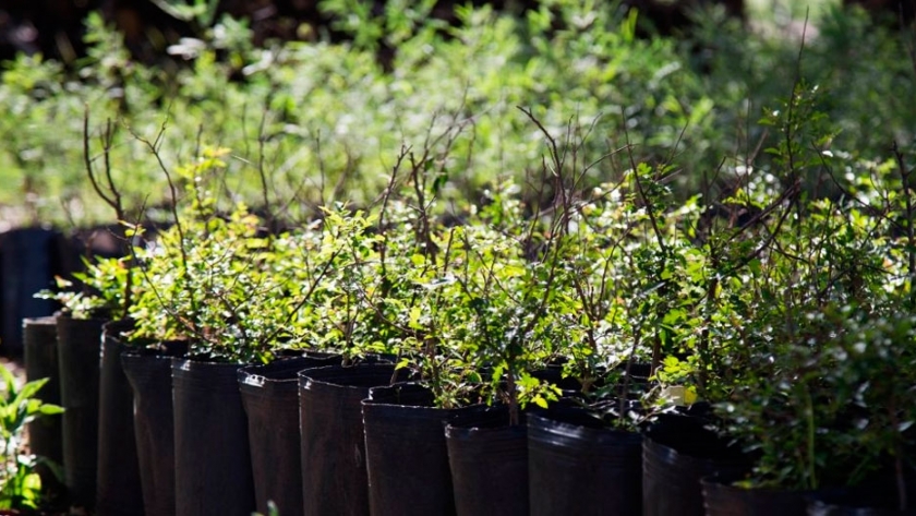 Desarrollan conservante natural para alimentos a partir de plantas aromáticas