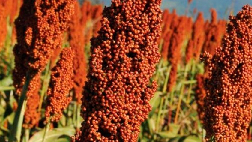 Campaña Gruesa Nacional 2020/21: China Reactiva Al Sorgo