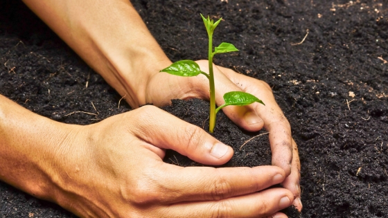 Cuidar el suelo: clave para la rentabilidad agrícola