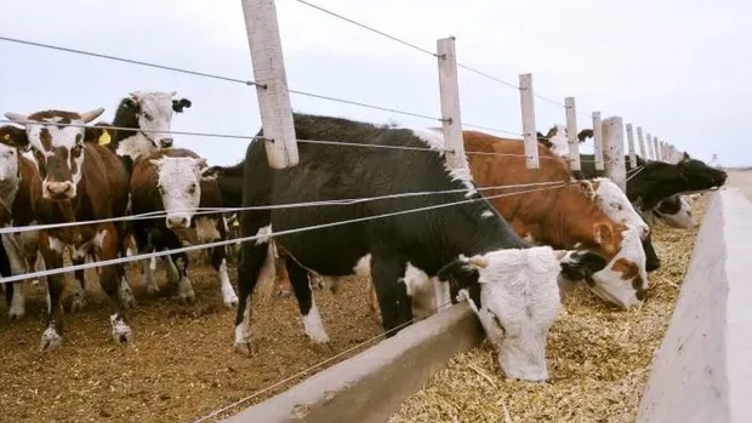 Claves para transformar la nutrición animal en más proteína