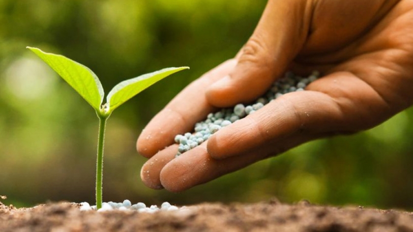 Semillas de calidad clave para la seguridad del sector agrícola