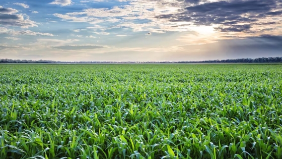 Del grano al valor: cómo tres gigantes del agro transforman el maíz argentino en energía, carne y leche