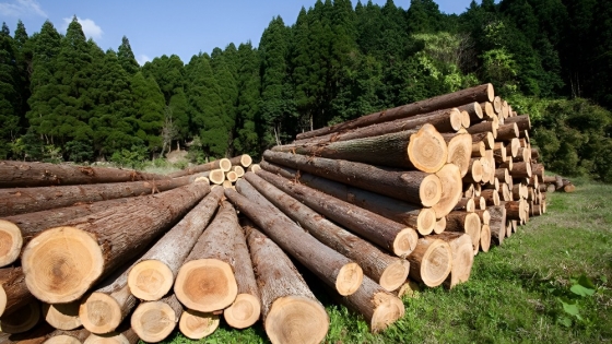 El fiscal Sabadini busca detener la tala de bosques nativos en Chaco y prevenir la destrucción ambiental