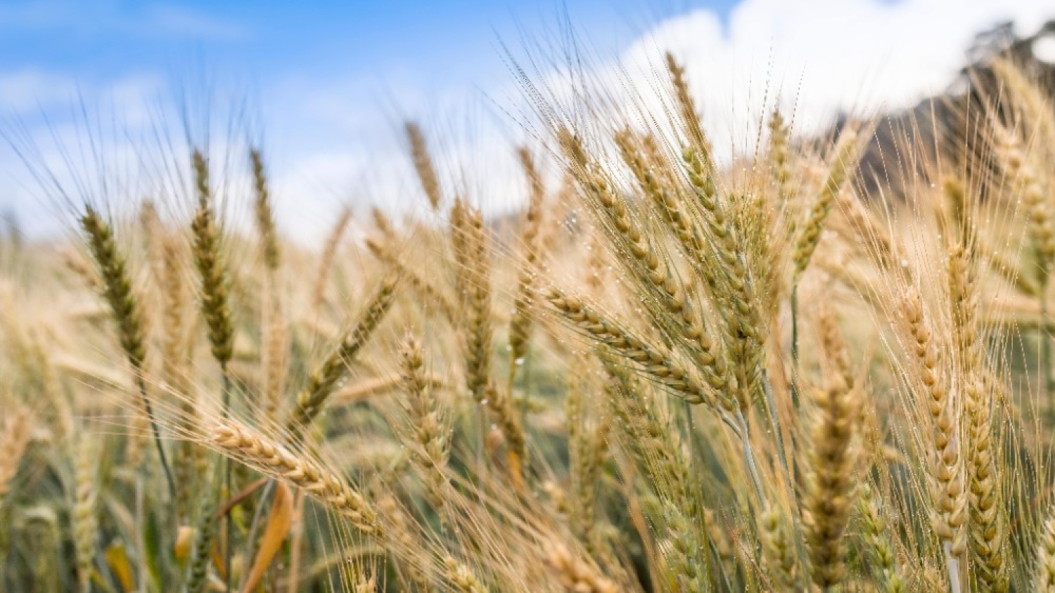 La cebada rompe su techo productivo y se suma al ciclo agrícola récord en Argentina