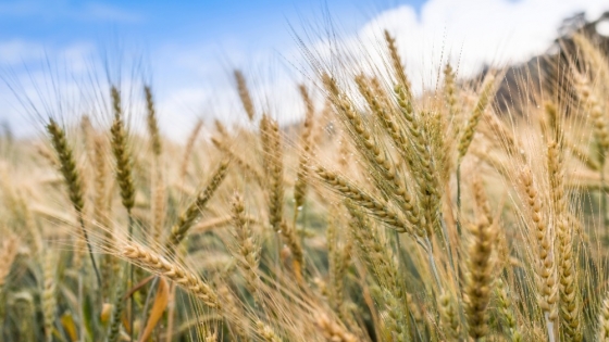 La cebada rompe su techo productivo y se suma al ciclo agrícola récord en Argentina