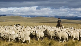 Carne ovina argentina: la Patagonia lidera el auge exportador con nuevos mercados y récords de crecimiento