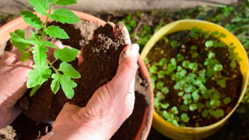 Solo el 6% de la población consume las porciones recomendadas de frutas y verduras