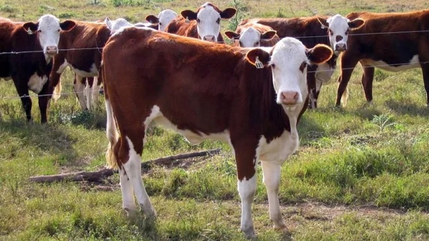 Ganadería: el control de la garrapata permite ganancias diarias de hasta 400 gramos de peso