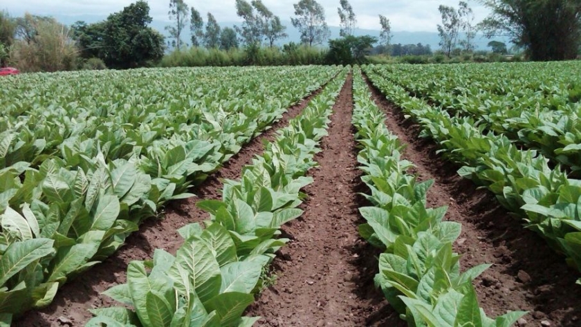 Cámara del Tabaco salteña manifestó satisfacción por quita de retenciones a economías regionales