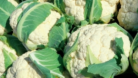 Tener brócoli y coliflor en la huerta es posible si se inicia en febrero