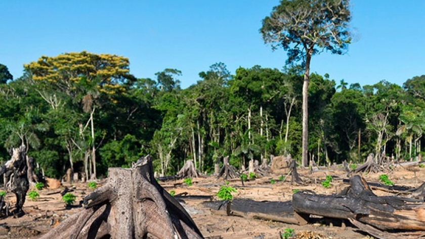 Argentina registró un aumento en la deforestación en 2022 de un 4%, alcanzando una pérdida de 212.000 hectáreas