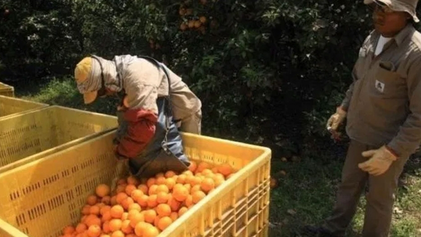 La Secretaría de Empleo actualiza los valores del Programa Intercosecha