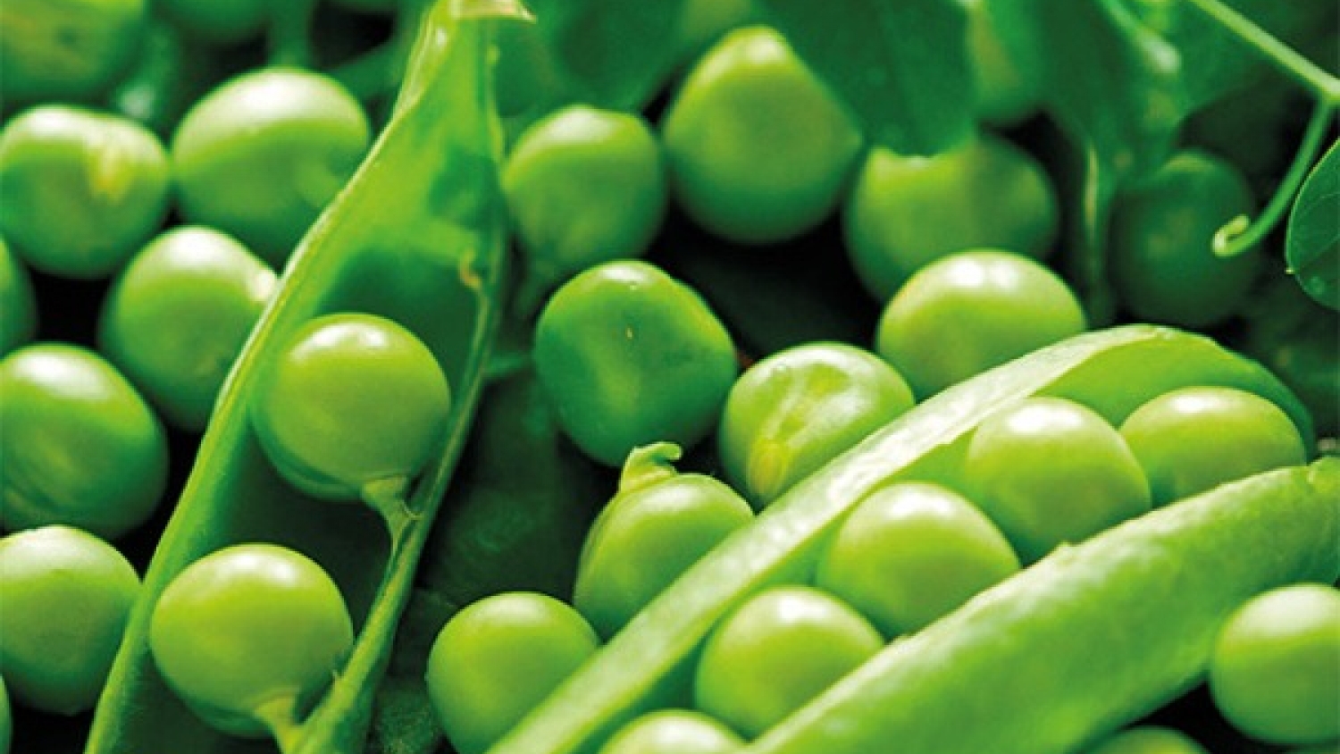 La arveja gana terreno en la rotación: resiliencia y oportunidades en el corazón agrícola