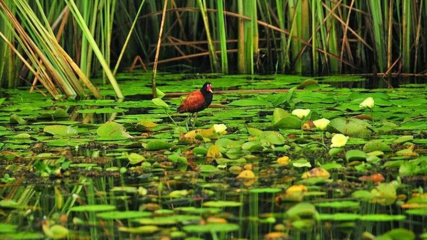 La magia de los Esteros del Iberá se exhibe en un recorrido virtual