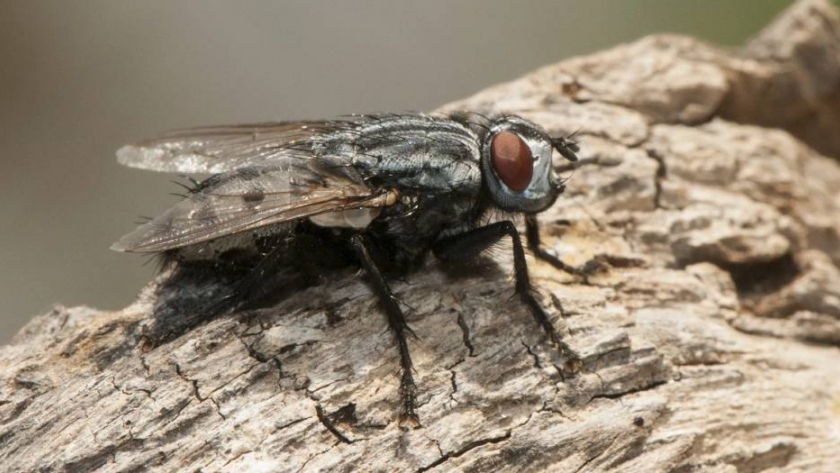 Las bicheras: la piedra en el zapato para los sistemas de producción animal