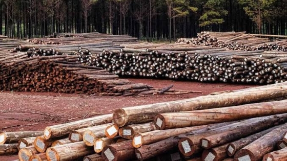 Promoción industrial en Curuzú Cuatiá: impulsan el uso de la madera