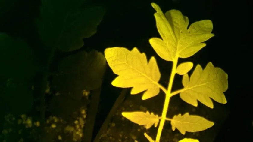 Esta planta de tomate bioluminiscente brilla con diferentes colores si le falta agua o si le atacan insectos